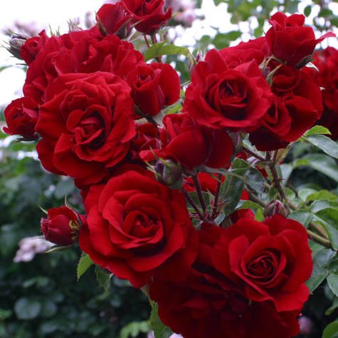 Róża pnąca Amadeus czerwona pojemnik