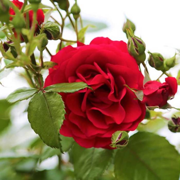 Róża pnąca CZERWONA w doniczce