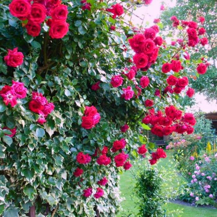 Róża pnąca Ciemno-Czerwona typu Sympathie w balocie