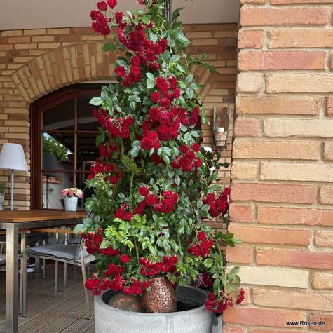Róża pnąca Crimson Siluetta czerwona pojemnik