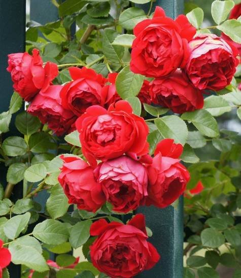 Róża pnąca Florentina czerwona pojemnik