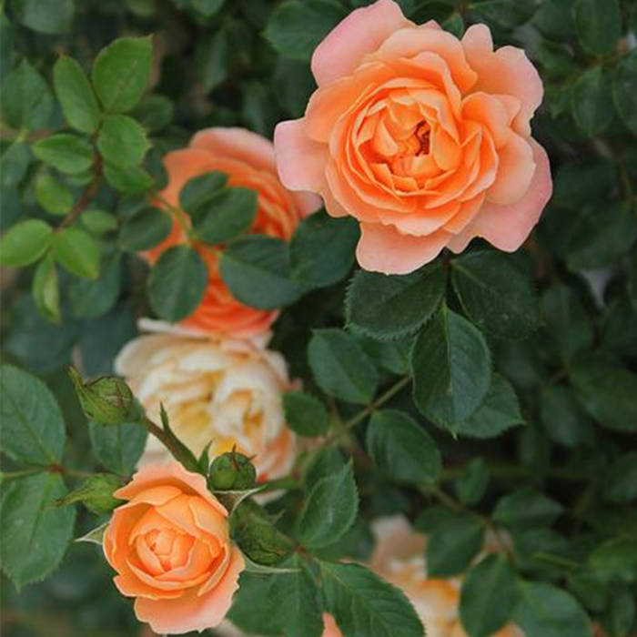 Róża pnąca HERBACIANA