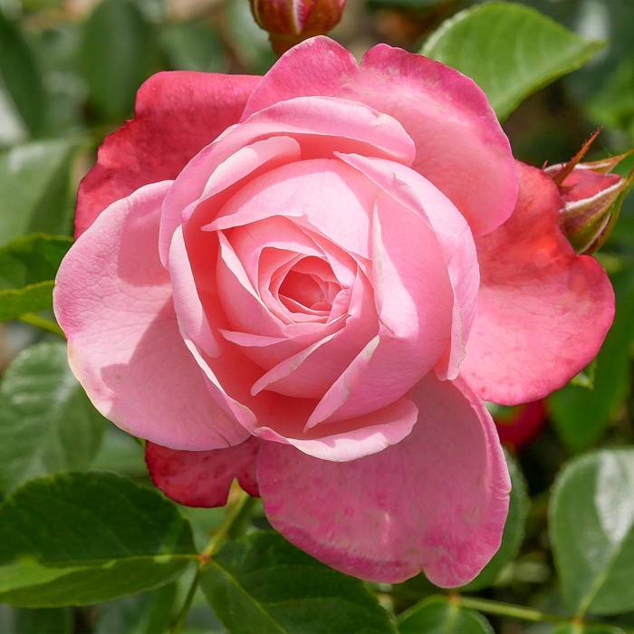 Róża pnąca Rosanna różowa balot