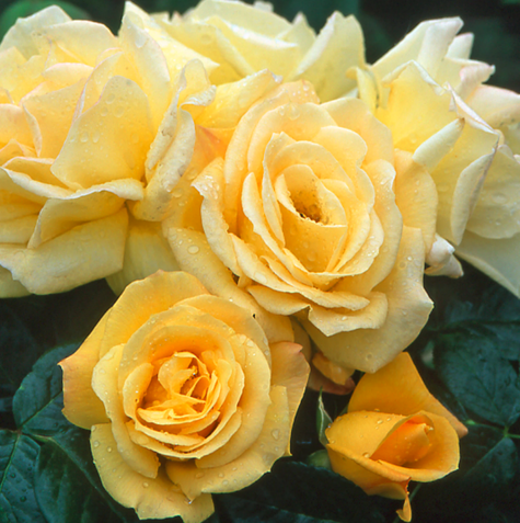 Róża pnąca Sommergold cytrusowy zapach balot