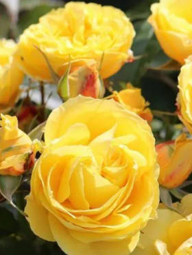 Róża pnąca Sommergold cytrusowy zapach pojemnik