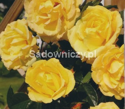 Róża pnąca Żółta typu Duk  w balocie