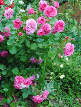 Róża rabatowa Baronesse różowa pojemnik