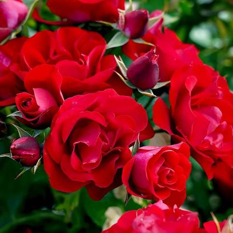Róża rabatowa Black Forest Rose czerwona pojemnik