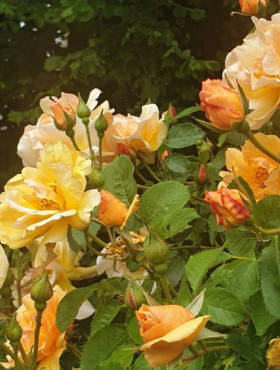 Róża rabatowa Campina Gold żółta balot