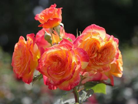 Róża rabatowa Gartenspab żółto-pomarańczowa pojemnik