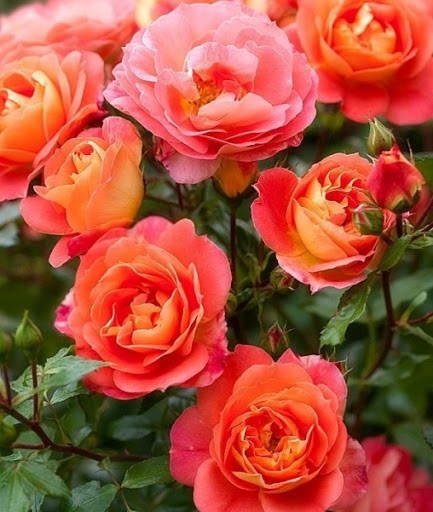 Róża rabatowa Gebruder Grimm pomarańczowo-czerwona pojemnik