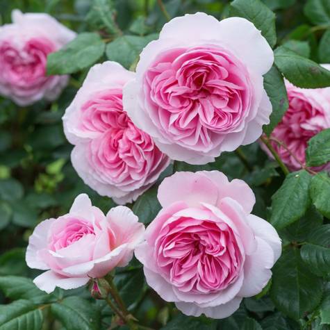 Róża rabatowa Home&Garden różowa-biała pojemnik