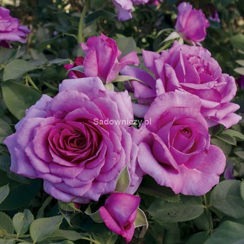 Róża rabatowa Lavender Ice różowa pojemnik