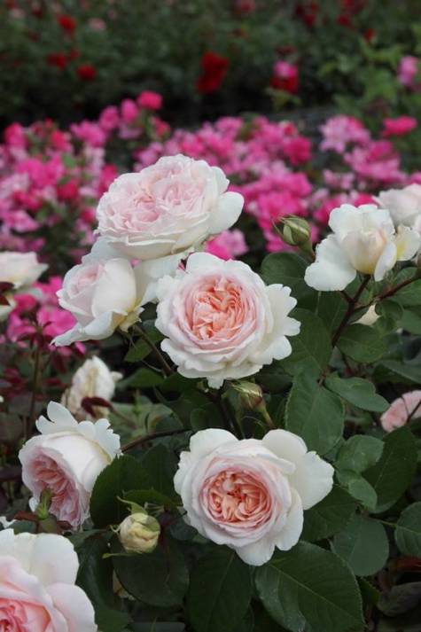 Róża rabatowa Marchenzauber kremowo-różowa pojemnik