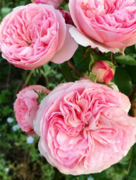 Róża rabatowa Mariatheresia różowa balot