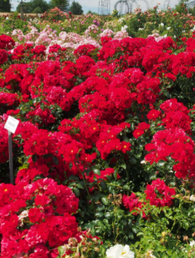 Róża rabatowa Matador czerwona pojemik