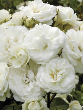 Róża rabatowa Midsummersnow biała balot