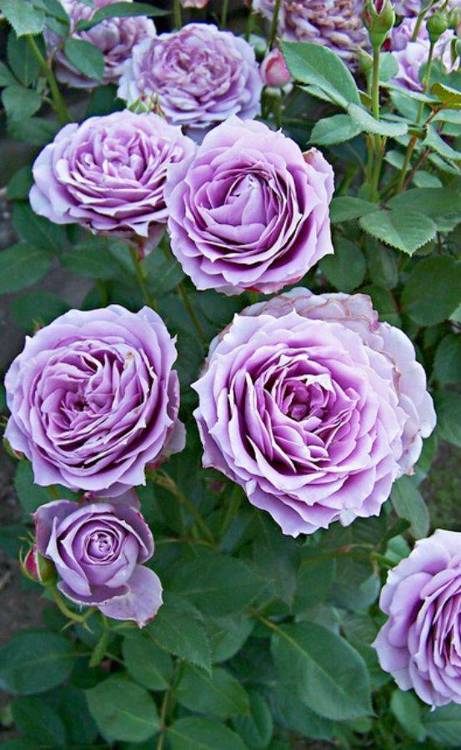 Róża rabatowa Novalis lawendowa pojemnik