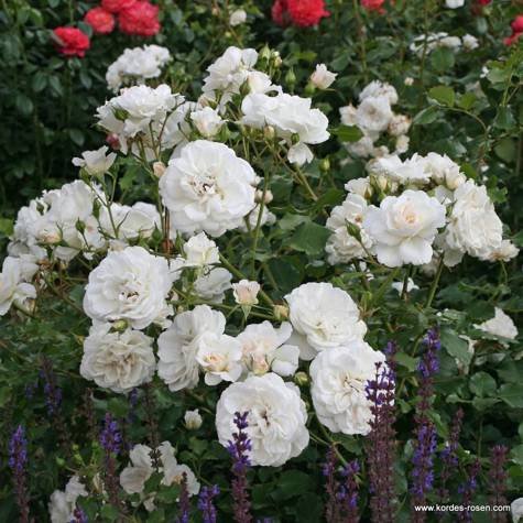 Róża rabatowa Petticoat kremowo-biała pojemnik