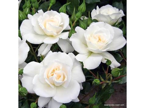 Róża rabatowa Petticoat kremowo-biała pojemnik
