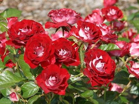 Róża rabatowa Rose der Einheit czerwono-biała balot
