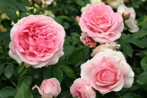 Róża rabatowa Rosenfee różowa balot