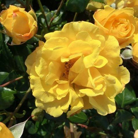 Róża rabatowa Stuttgardia pojemnik