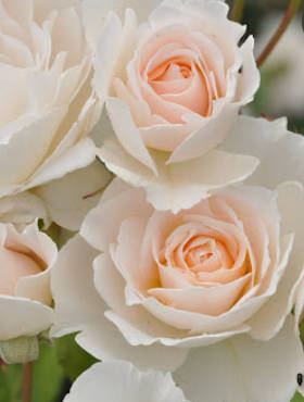 Róża rabatowa Sweet Blondie morelowo-kremowa balot
