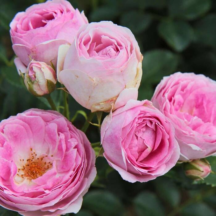Róża rabatowa Vesalius kremowo-fioletowa balot