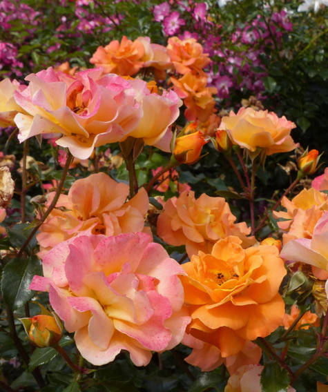 Róża rabatowa Westzeit pomarańczowo-morelowa balot