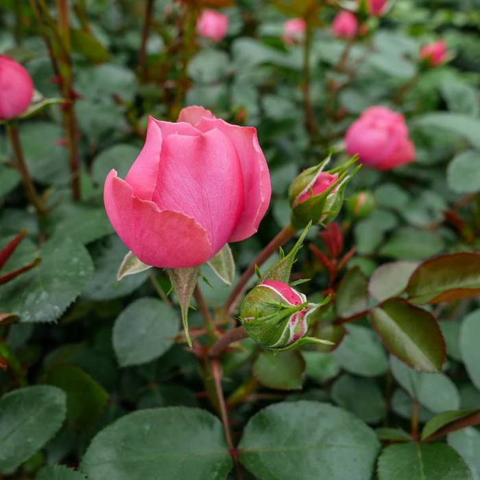 Róża różowa rabatowa wielokwiatowa