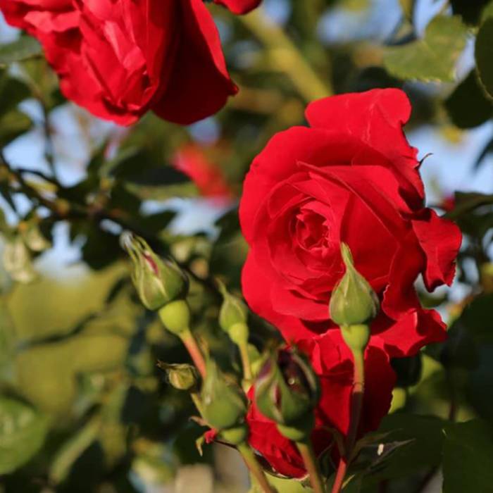 Róża szczepiona na pniu CZERWONA