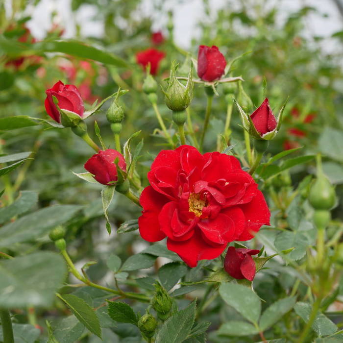 Róża szczepiona na pniu CZERWONA miniaturka