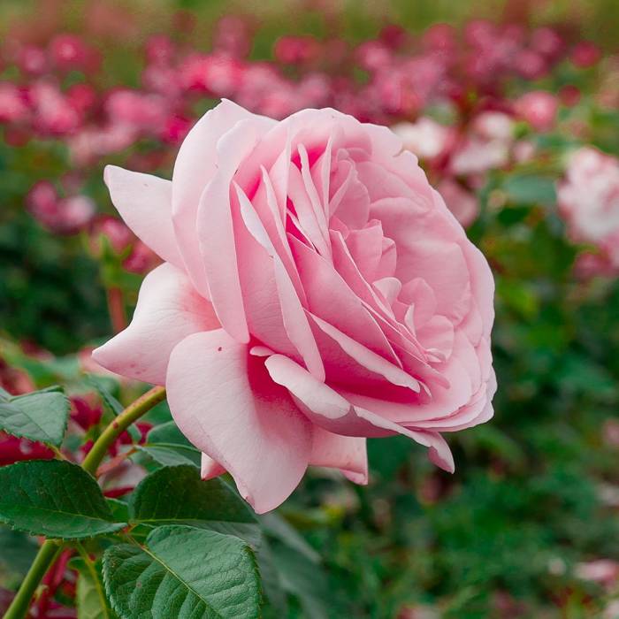 Róża wielkokwiatowa Aphrodite różowa balot