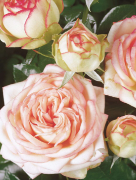 Róża wielkokwiatowa Biedermeier biało-różowa balot