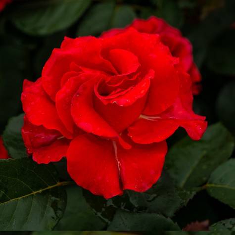 Róża wielkokwiatowa CEGLASTA
