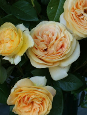 Róża wielkokwiatowa Candlelight  żółta pojemnik