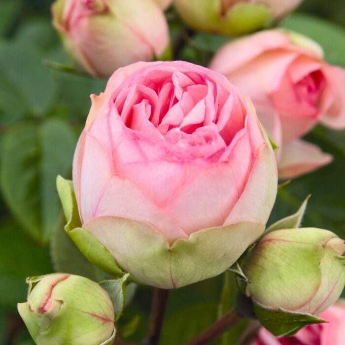 Róża wielkokwiatowa Charming Piano jasno różowa balot