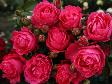 Róża wielkokwiatowa Cherry Lady amarantowa pojemnik