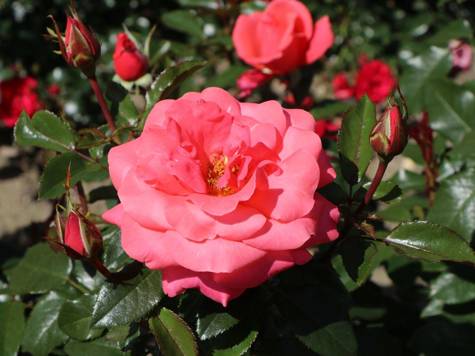 Róża wielkokwiatowa Focus łososiowo-różowa  pojemnik