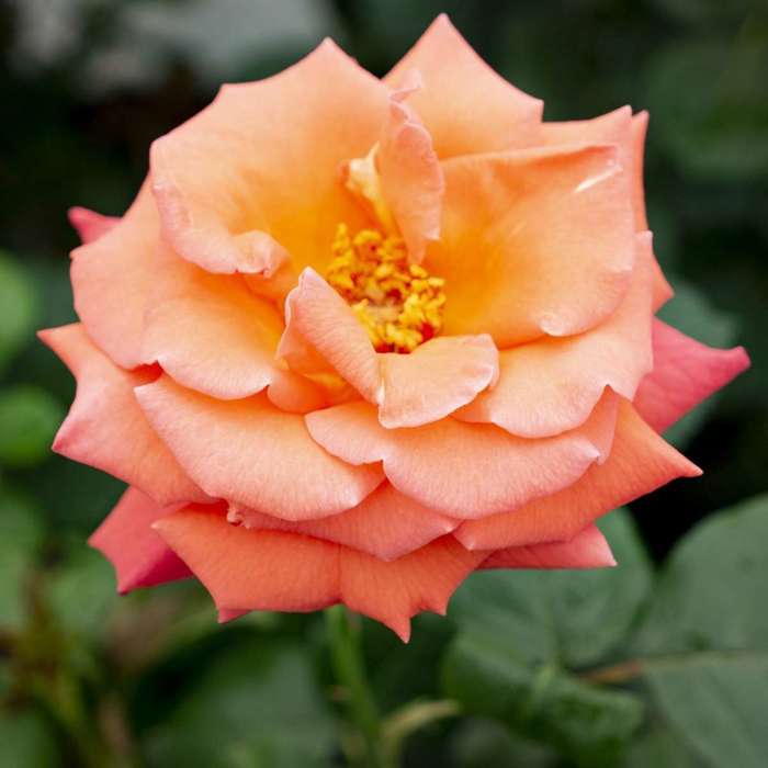 Róża wielkokwiatowa Focus pomarańczowo-różowa