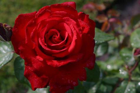 Róża wielkokwiatowa Grand Amore pojemnik