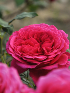 Róża wielkokwiatowa Johann Volfgang von Goethe Rose czerwona  pojemnik 