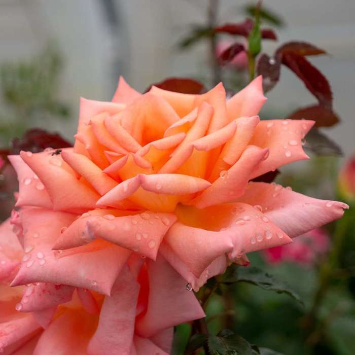 Róża wielkokwiatowa MORELOWO-ŻÓŁTA