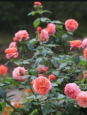 Róża wielkokwiatowa Mary Ann morelowa pojemnik