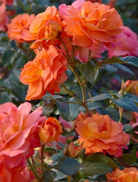 Róża wielkokwiatowa Morning Sun pomarańczowa pojemnik