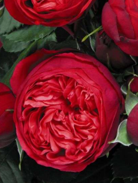 Róża wielkokwiatowa Piano czerwona pojemnik