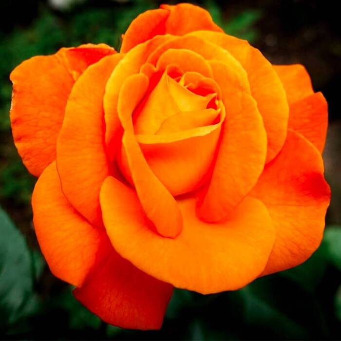 Róża wielkokwiatowa Pomarańczowa typu Lambada w balocie