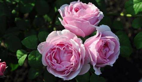 Róża wielkokwiatowa Princesse Claire of Belgium różowa balot