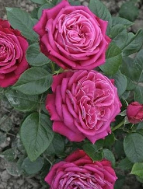 Róża wielkokwiatowa Senteur Royale różowa balot